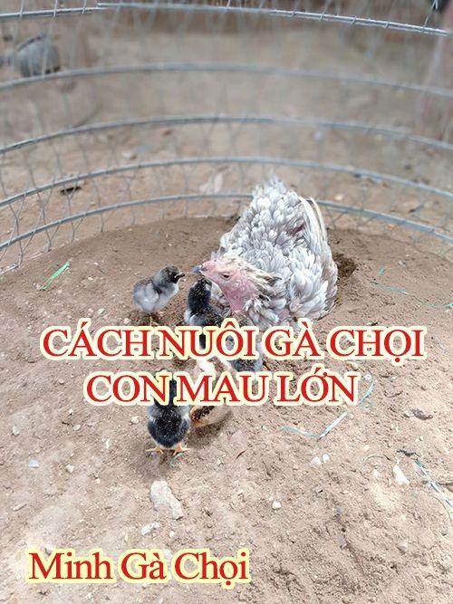 Cách nuôi gà chọi con mau lớn khỏe mạnh