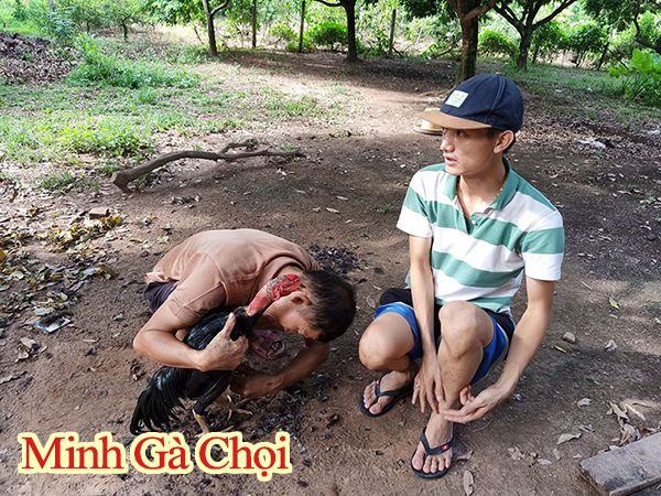 cách vào nghệ cho gà đòn