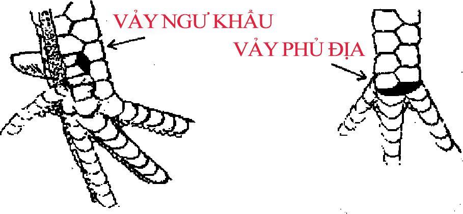 Vảy phủ địa và vảy ngư khấu.