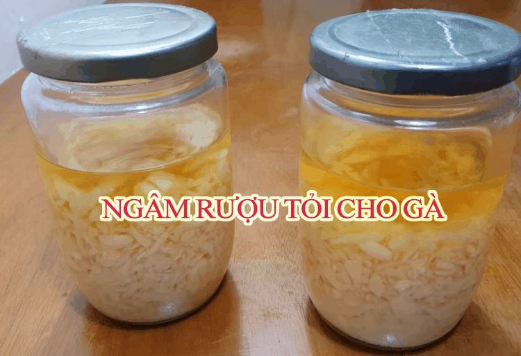 rượu ngâm tỏi cho gà uống