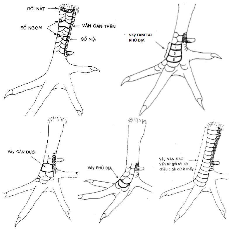 Một số mẫu vảy chân gà chọi đẹp.