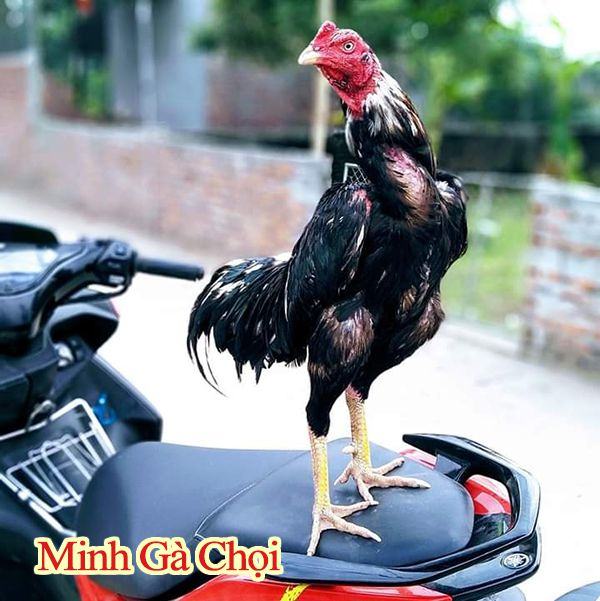 cách làm gà chọi máu chiến sung hơn