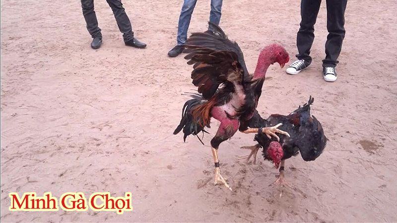 cách vần gà chọi tơ hiệu quả