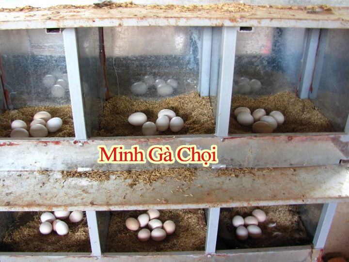 Chuồng gà đẻ trứng thả vườn đơn giản dạng 2-3 tầng.