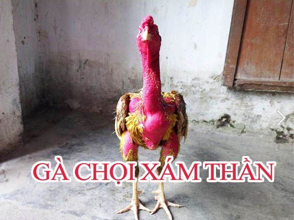 hình ảnh gà chọi xám thần