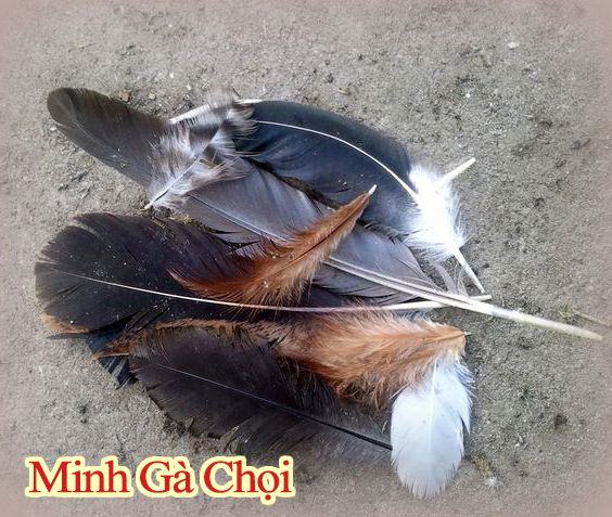 nhận biết gà thay lông