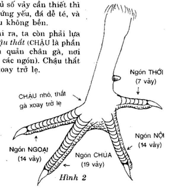 cách xem chân gà chọi đẹp đá hay