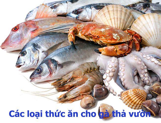 Cách trộn thức ăn cho gà thả vườn bao gồm protein từ động vật.