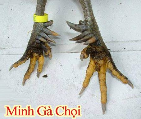 Gà 9 cựa Phú Thọ là dòng gà ở 2 chân lên 9 cựa như hình.