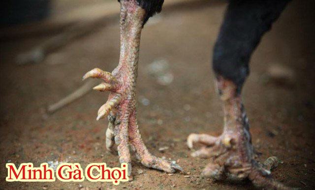 Hình ảnh các cựa gà của dòng gà 9 cựa Phú Thọ.