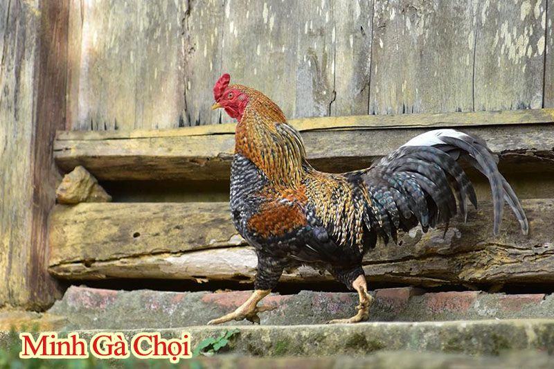 gà chín cựa khó nuôi không?