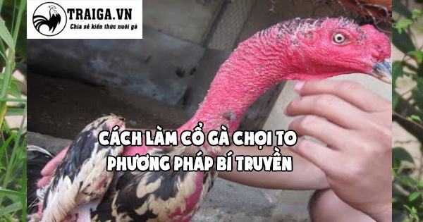 Cách làm cổ gà chọi to - Phương pháp bí truyền