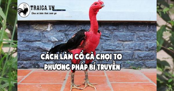 Cách làm cổ gà chọi to - Phương pháp bí truyền