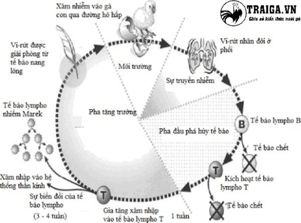 Nguyên nhân gây bệnh Marek ở gà