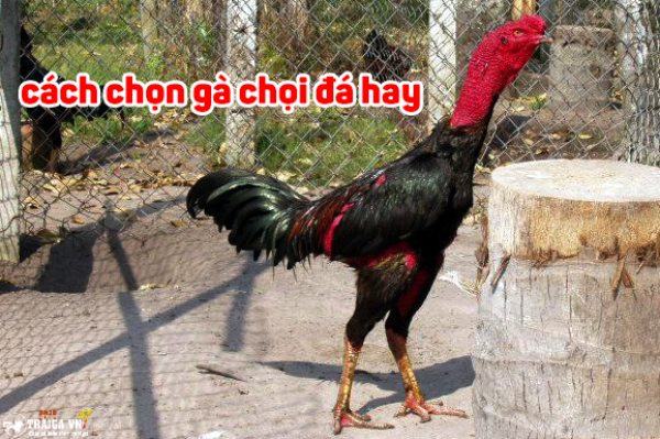 Cách chọn gà chọi hay