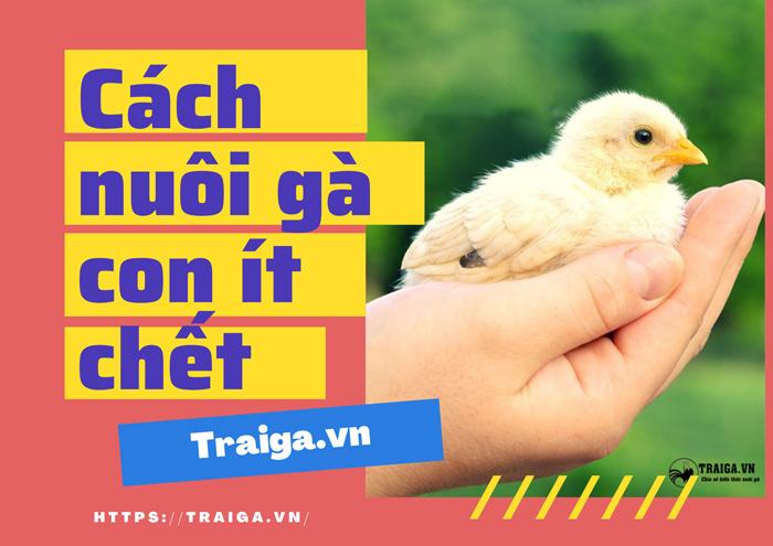 cách nuôi gà con ít chết