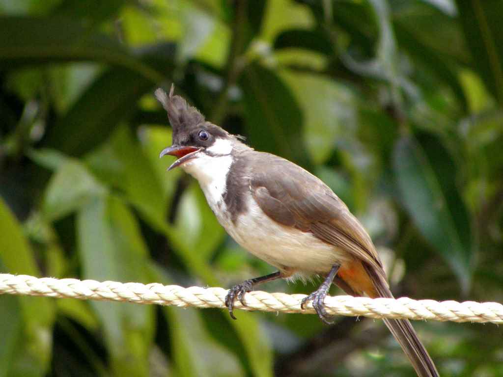 chim khướu