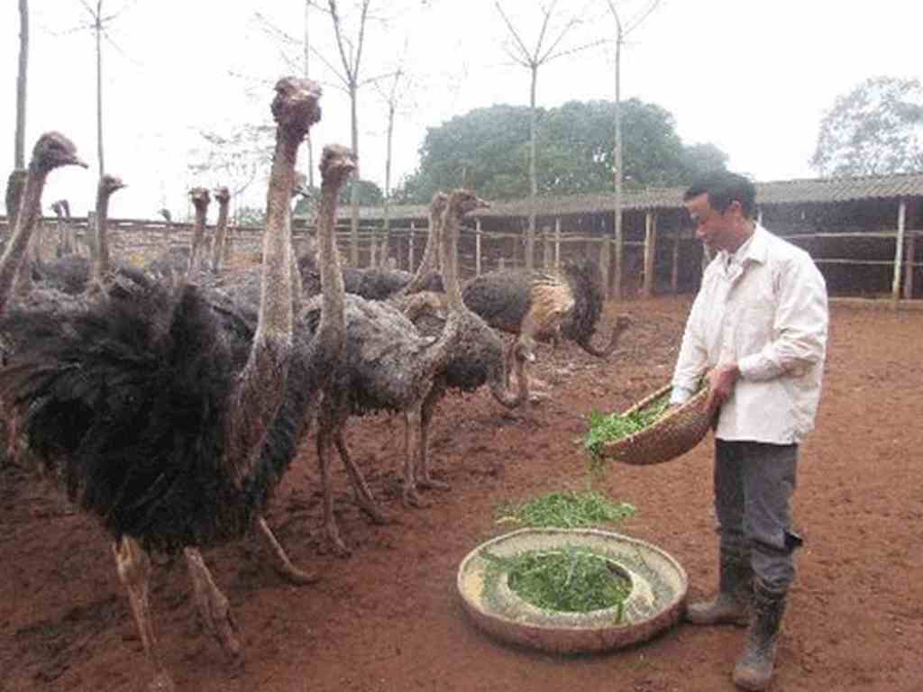 đà điểu giống