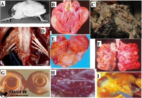 Cách nhận biết bệnh Marek ở gà