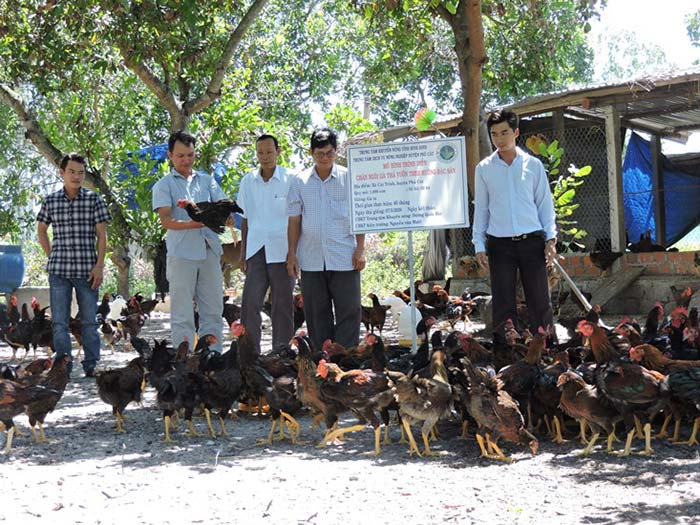 Mô hình chăn nuôi gà bằng thảo dược