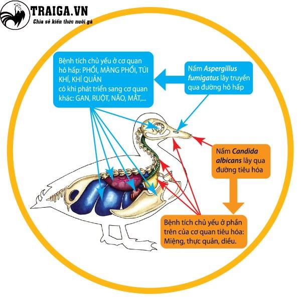 Triệu chứng khi gà mắc bệnh nấm phổi