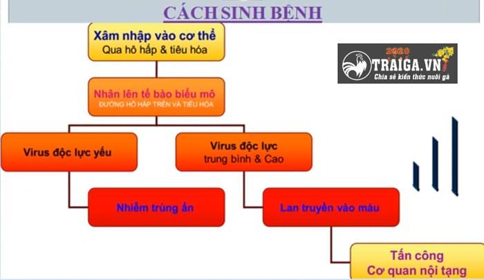 bệnh dịch tả gà