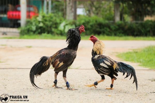 Cách nuôi gà tre đá bo lớn