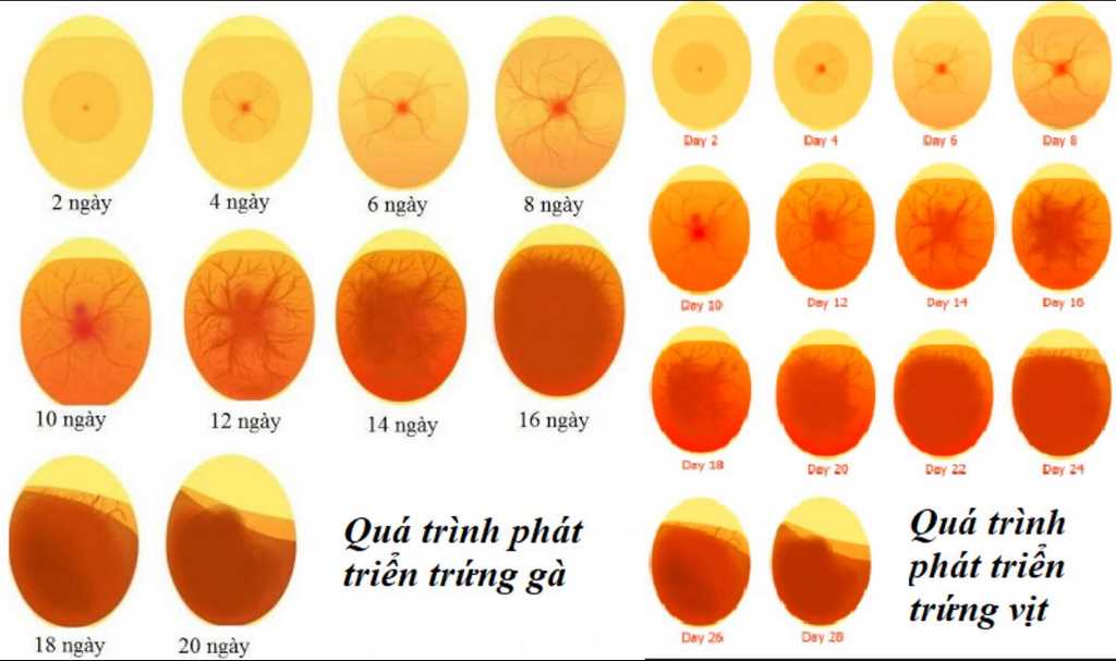 soi trứng gà