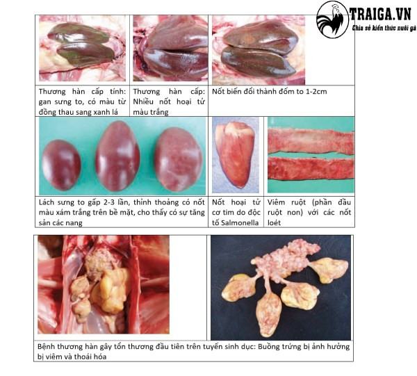 Phòng bệnh hơn chữa bệnh thương hàn cho gà 