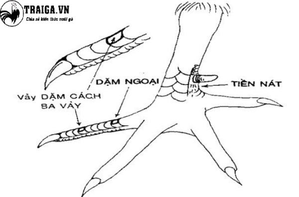 Lưu ý khi chọn vảy gà chọi không tốt