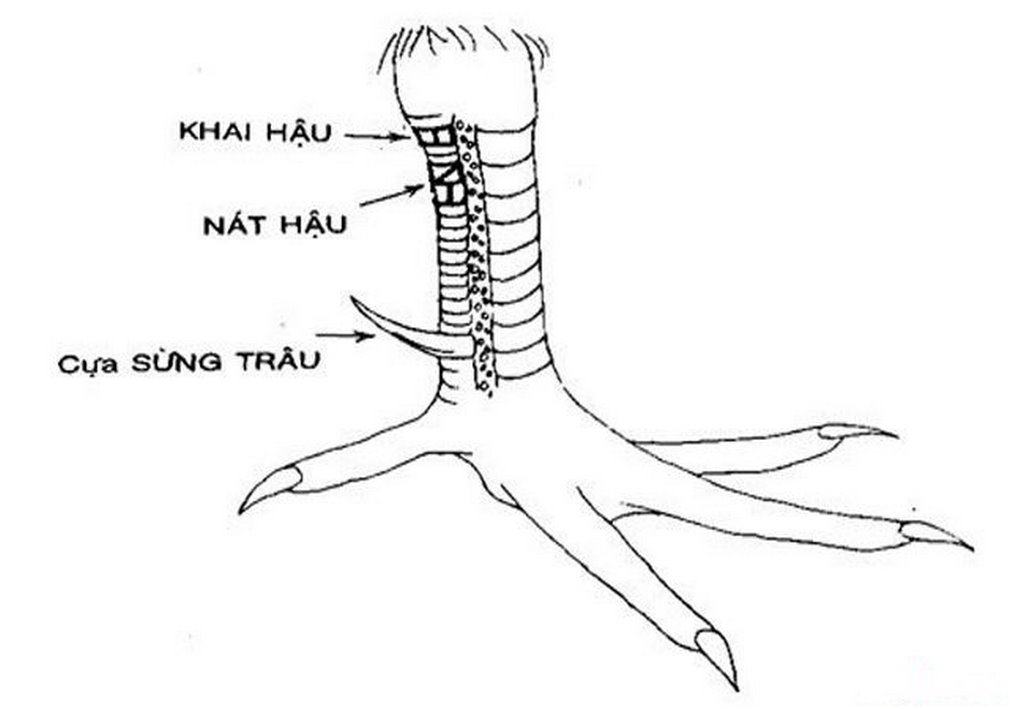 vảy gà xấu