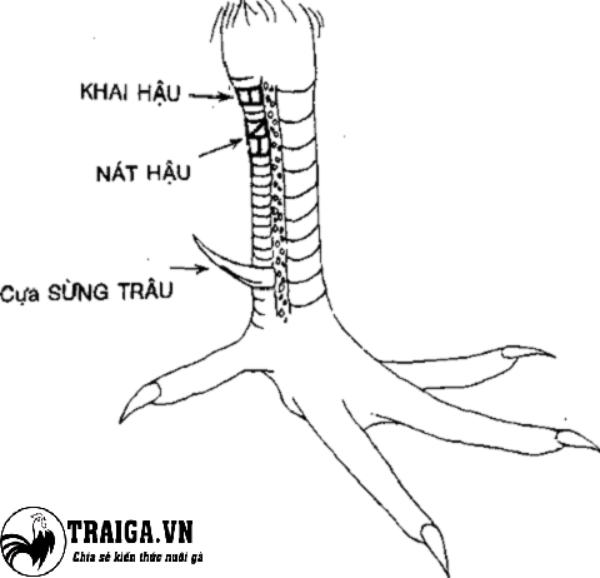 Vảy gà chọi xấu có nên nuôi hay không ?