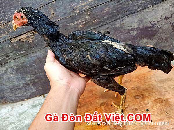 Chọn thân mình gà mái chọi