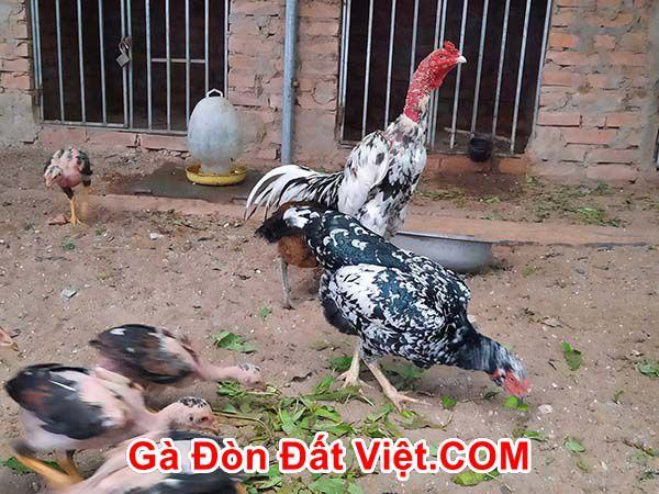 Nuôi chung với gà mái khiến gà chọi trống sung hơn.