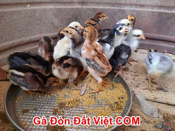 Cách nuôi gà chọi con nhanh lớn