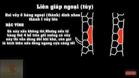 Vảy gà liên giáp ngoại.