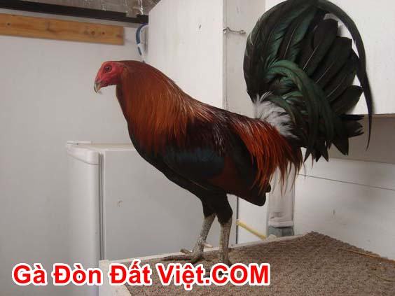 Gà chọi Mỹ nhập dòng Doc Robinson