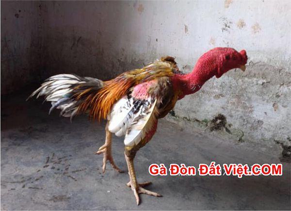 Gà chọi xám thần đình đám với 21 trận bất bại