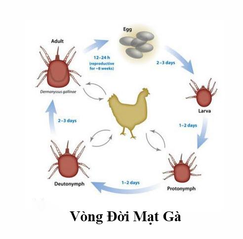 Vòng đời của con bọ mạt gà.