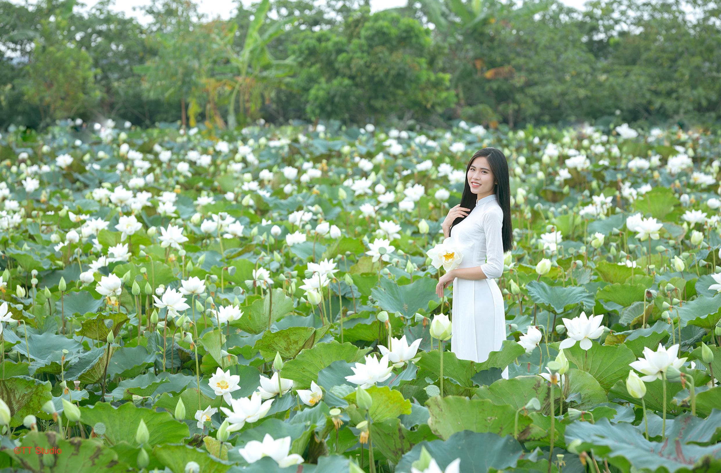 Ảnh sen trắng tam hưng