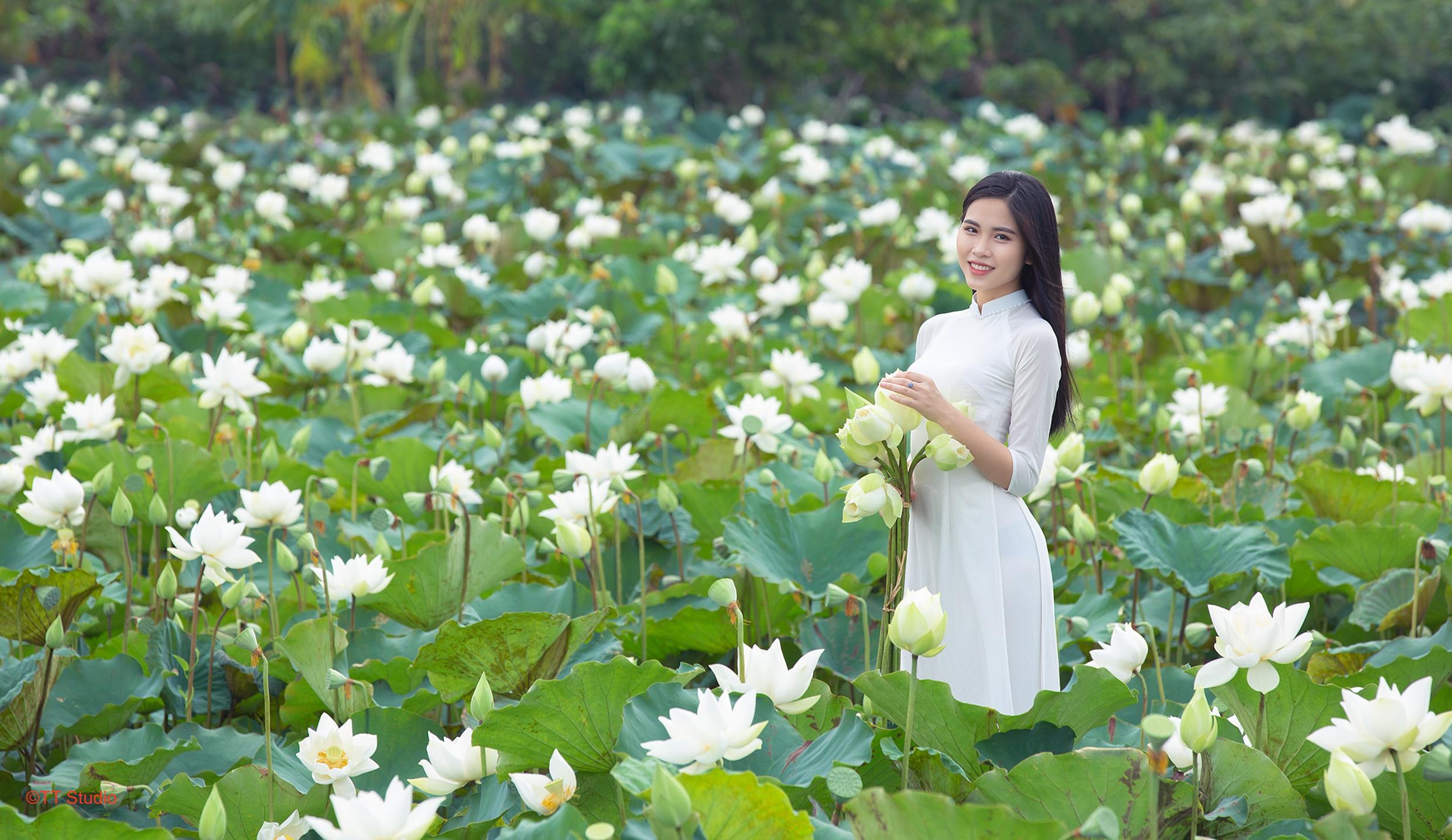 Ảnh sen trắng tam hưng