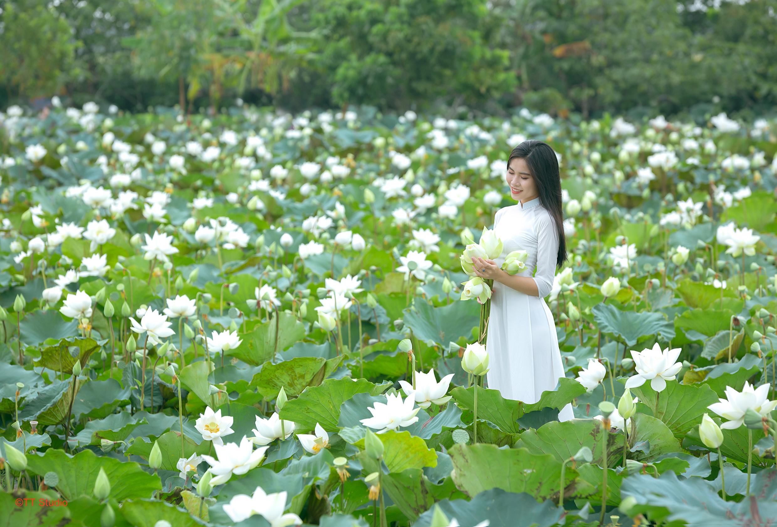 Ảnh sen trắng tam hưng