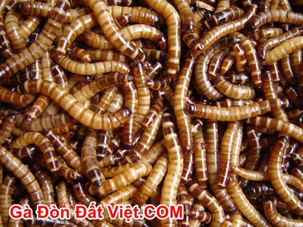 Có điều kiện mua thêm sâu worm cho gà chọi tơ ăn.