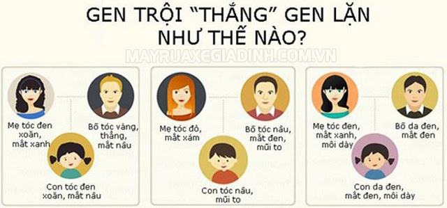 Tính trạng trội - lặn là gì?