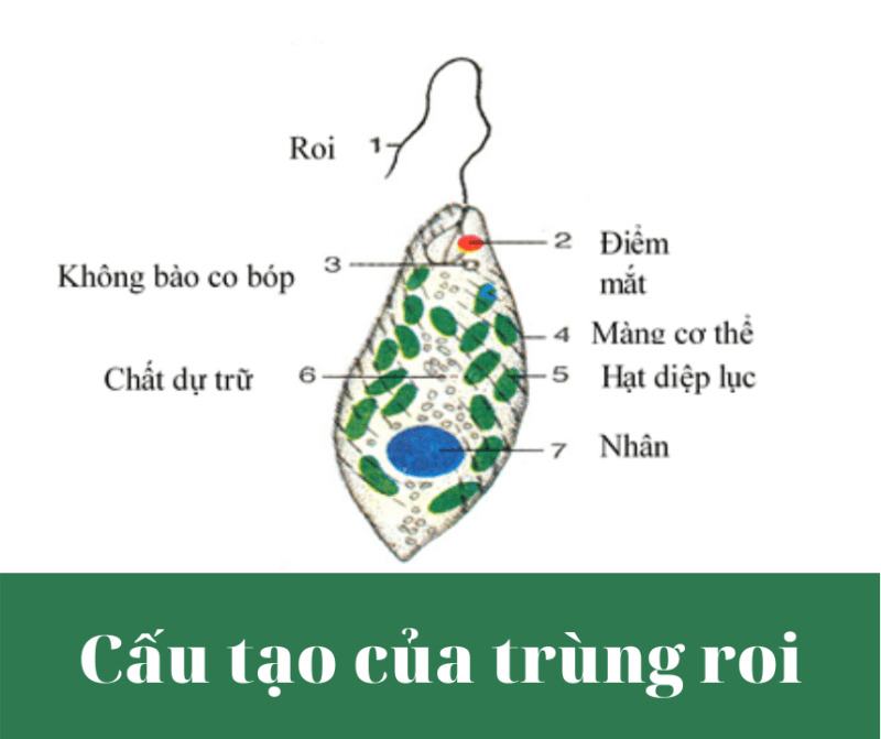 Trùng roi di chuyển như thế nào?