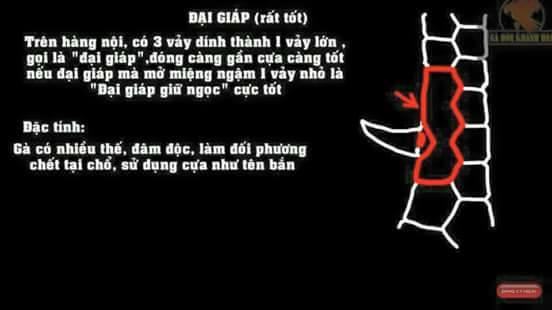 Vảy gà đại giáp