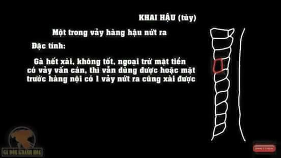 Vảy gà chọi khai hậu đá hay.