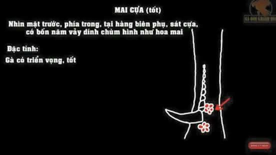 Cách xem vảy gà chọi mai cựa