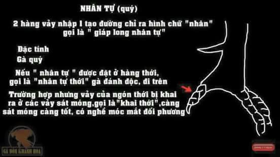 Vảy gà quý hiếm nhân tự hoặc các loại vảy vấn cán, đại giáp, địa giáp.