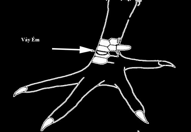Vảy ém thuộc dòng vảy xấu của gà chọi